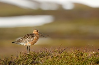 Brehous rudy - Limosa lapponica - Bar-tailed Godwit 7751